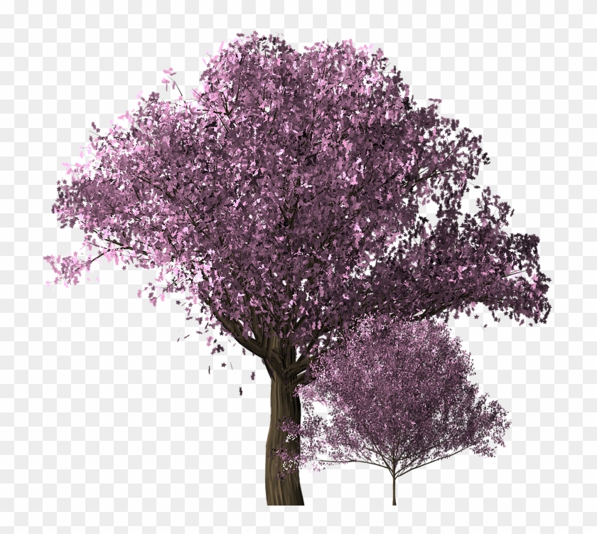 Cherry Blossom Tree Cherry Blossom Trees Scrapbook - Albero Di Ciliegio Png Clipart