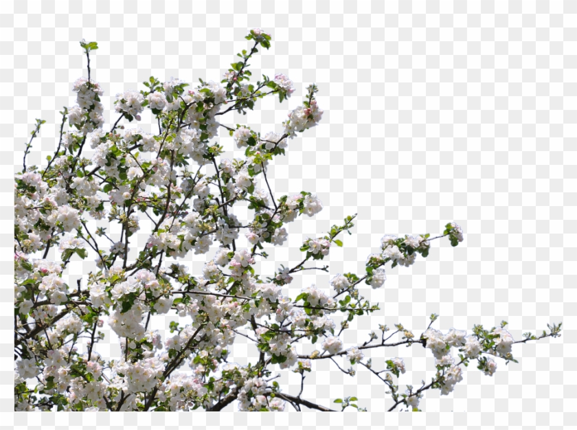 Tree, Flowers, Cherry, Apple, Isolated, Png - Tree With Flowers Png Clipart