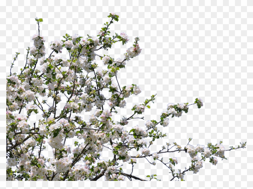 Tree, Flowers, Cherry, Apple, Isolated, Png - Tree With Flowers Png Clipart #134329