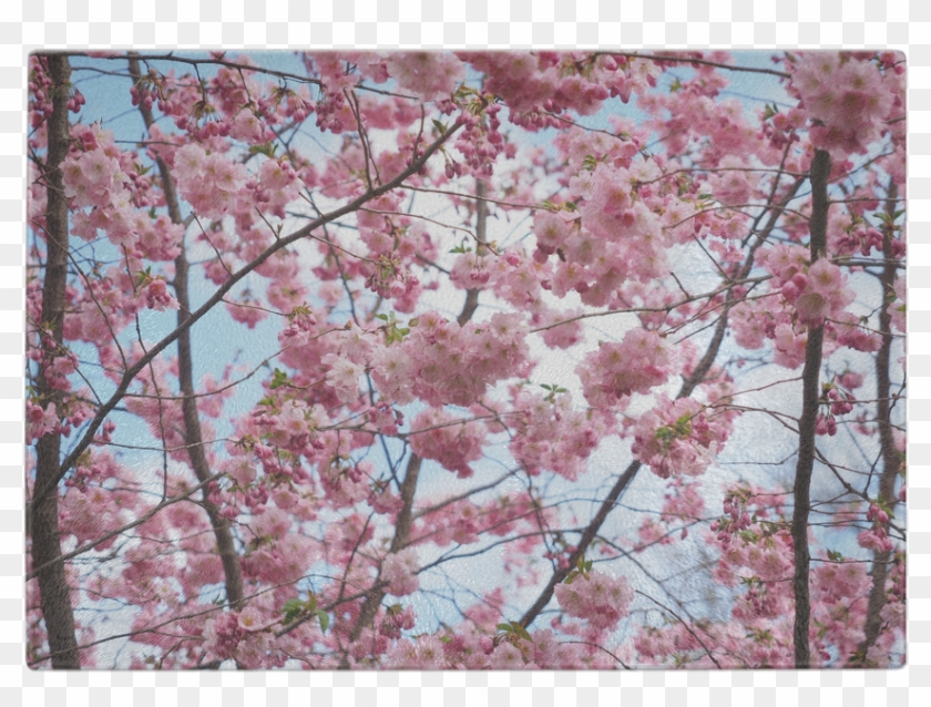 Cherry Blossom Tree Glass Cutting Board - Hola Mayo Clipart #135476