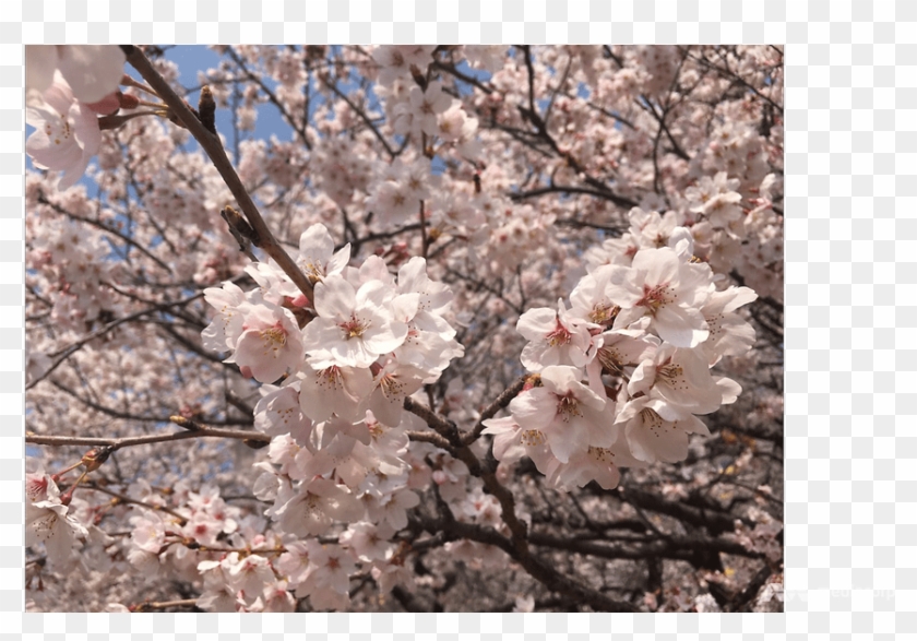 Cherry Blossom Clipart #135496