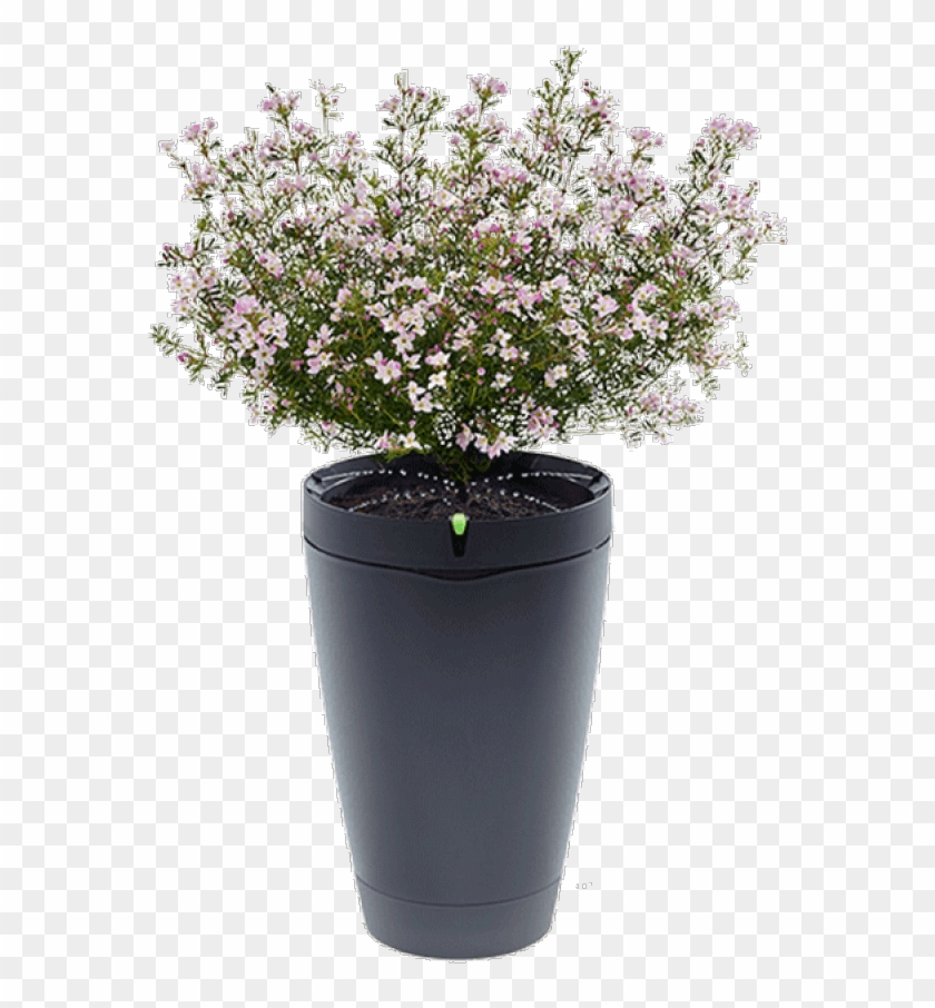 Potted Tropical Plants Png Graphic Transparent Download Clipart