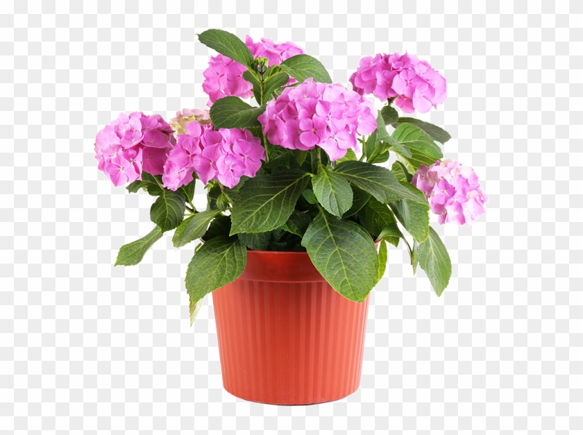 Feel Good About Visiting The Same Nursery Where The - Flower Pot Png Transparent Clipart #135680