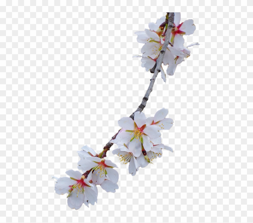 Branch, Almond Tree, Flowery Branch - Flower Branch No Background Clipart #135706