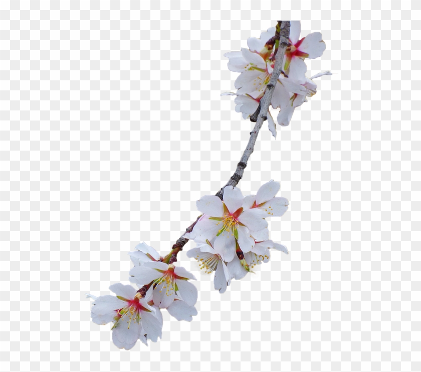 Branch, Almond Tree, Flowery Branch - Flower Branch No Background Clipart