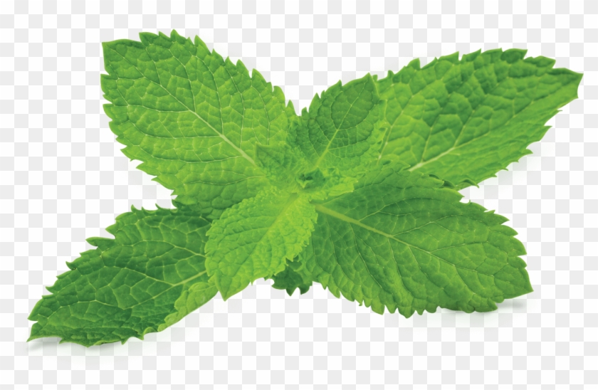 Mint Png Clipart - Mint Plant Transparent Background #135800