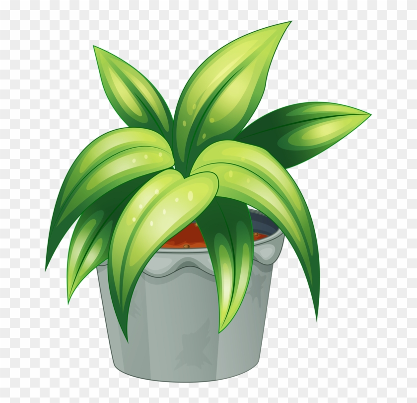 Potted Plant Cliparts - Non Flowering Plants Clipart - Png Download