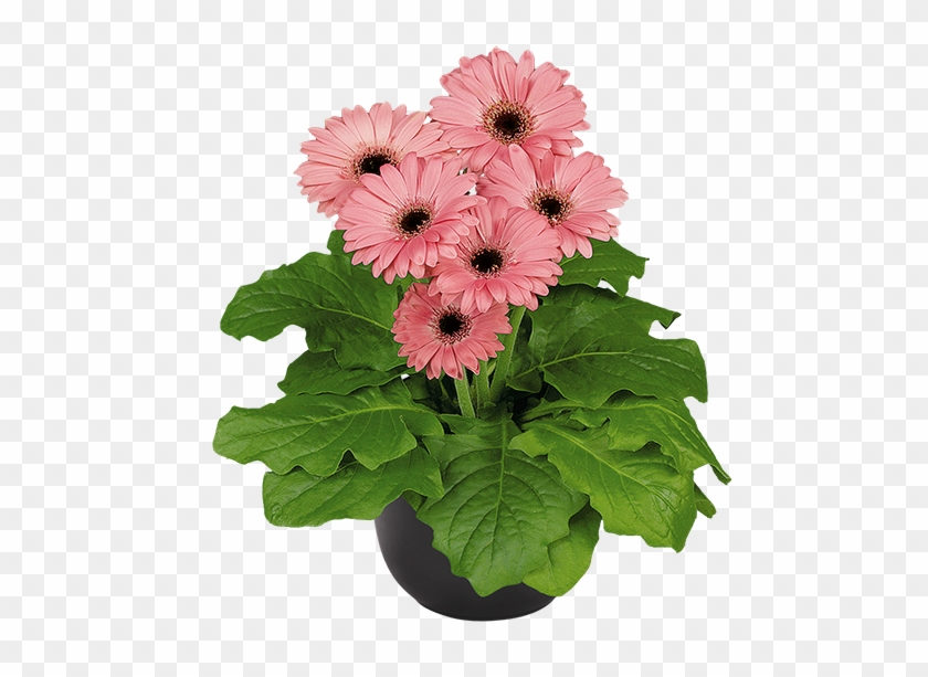 Pink Bc - Barberton Daisy Clipart #135826