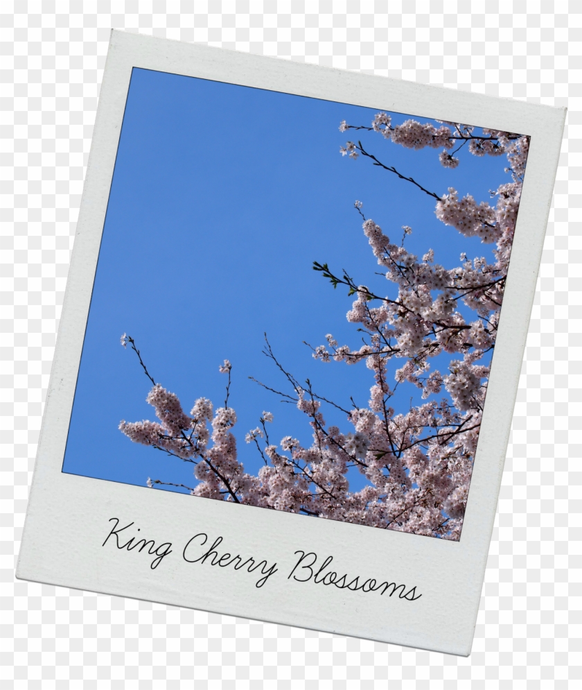 One Thing That Was Lacking From The Festival Was Food - Cherry Blossom Clipart