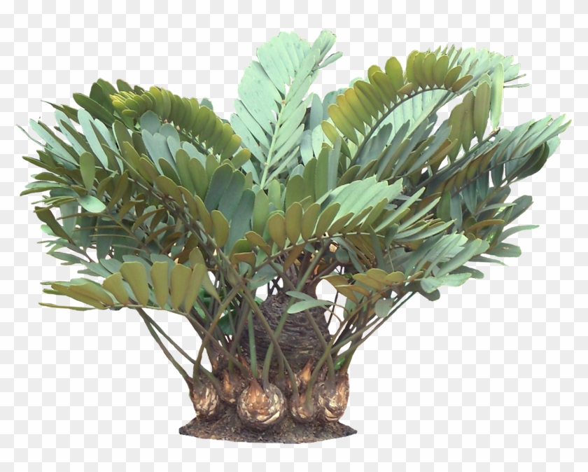 A Potted Trpoical Plant - Zamia Furfuracea Png Clipart #136439
