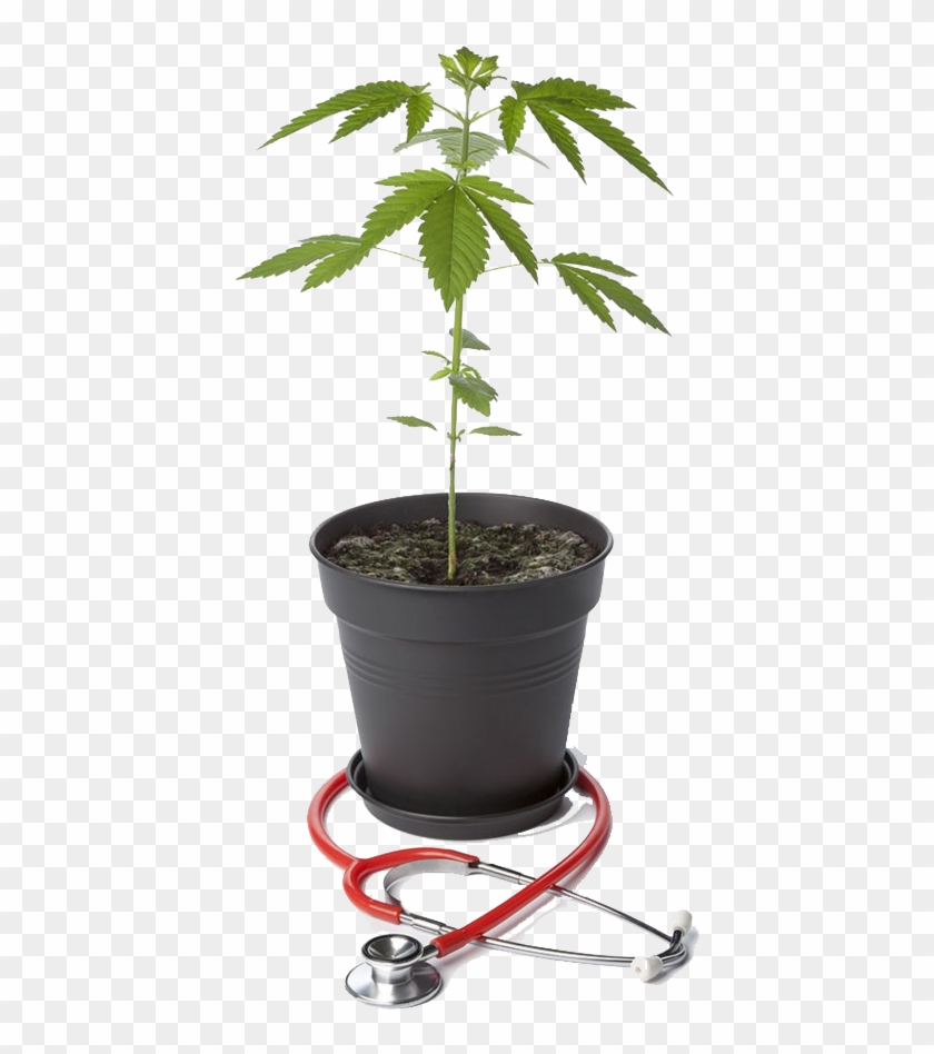 Trasplante De Maceta Marihuana Clipart