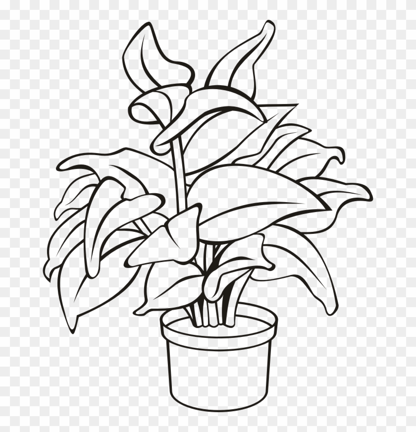 Medium Image - Outline Of A Plant Clipart