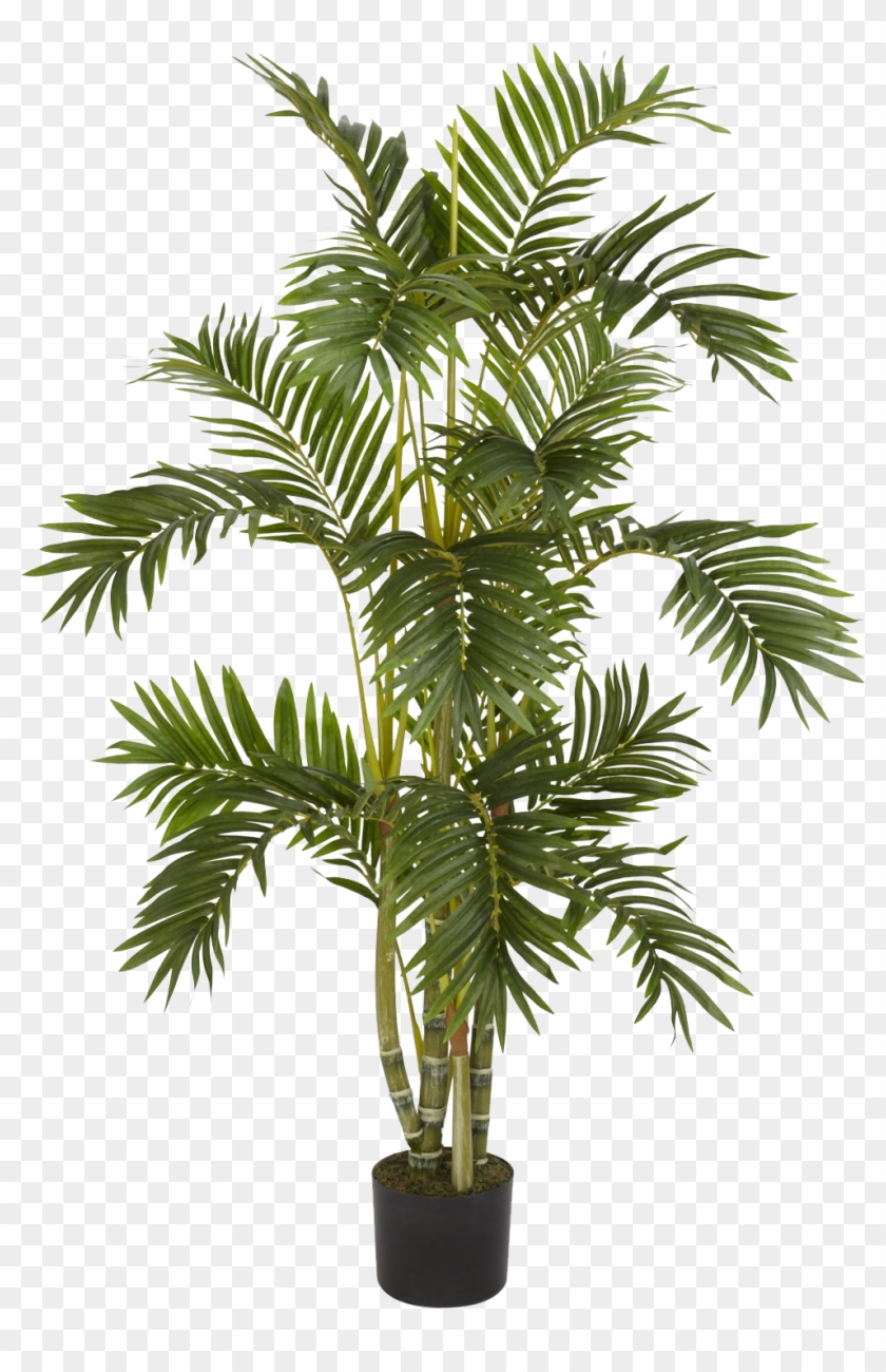 Palm Tree On Pot , Png Download Clipart #136832