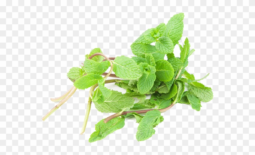 Mint - Houseplant Clipart