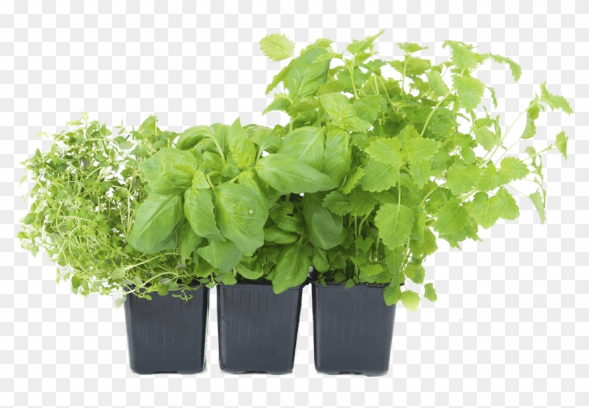 Herb Png - Herb Plants Png Clipart #137377