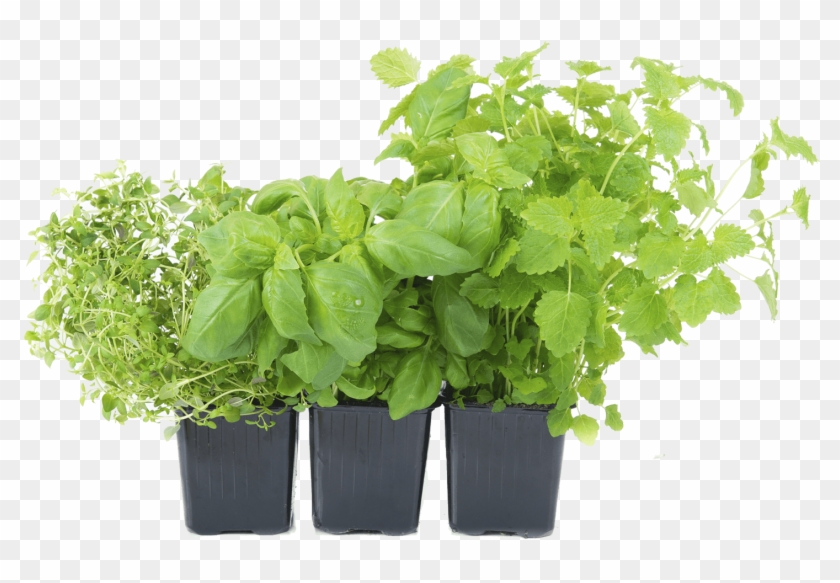 Herb Png - Herb Plants Png Clipart