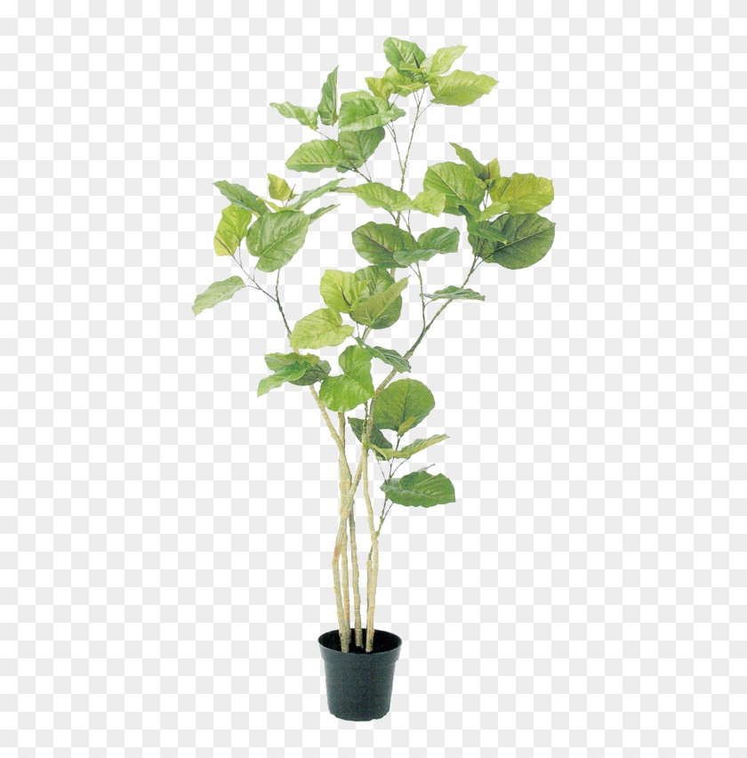 0 Tree Psd, Plant Illustration, Botanical Illustration, - Houseplant Clipart