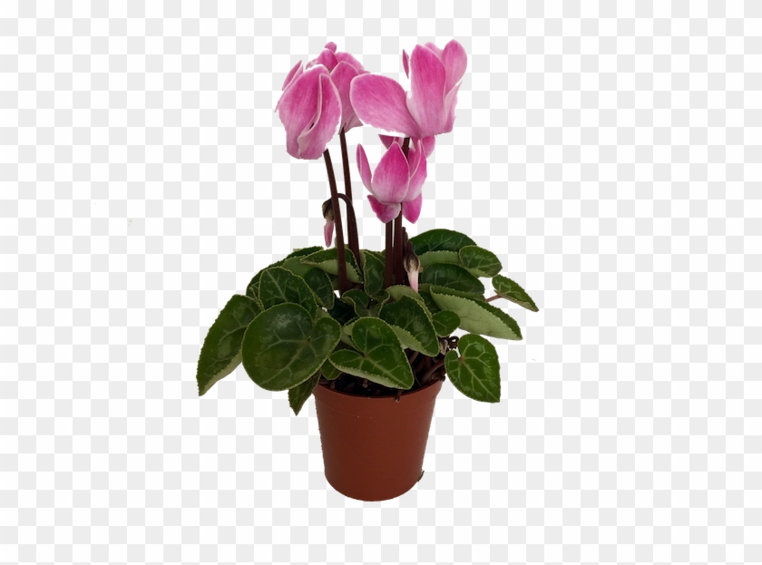 2″ Mini Cyclamen In Assorted Colored Over Pots - Mini Cyclamen Clipart #137504