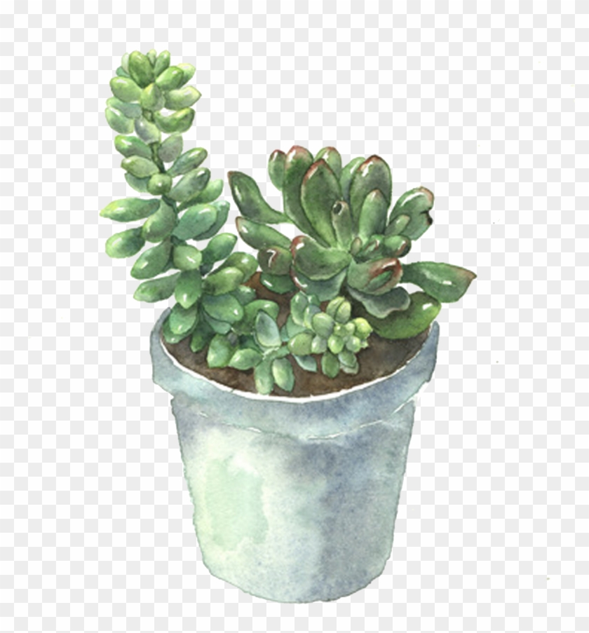 Plant Flowerpot Cactaceae Plants Clipart