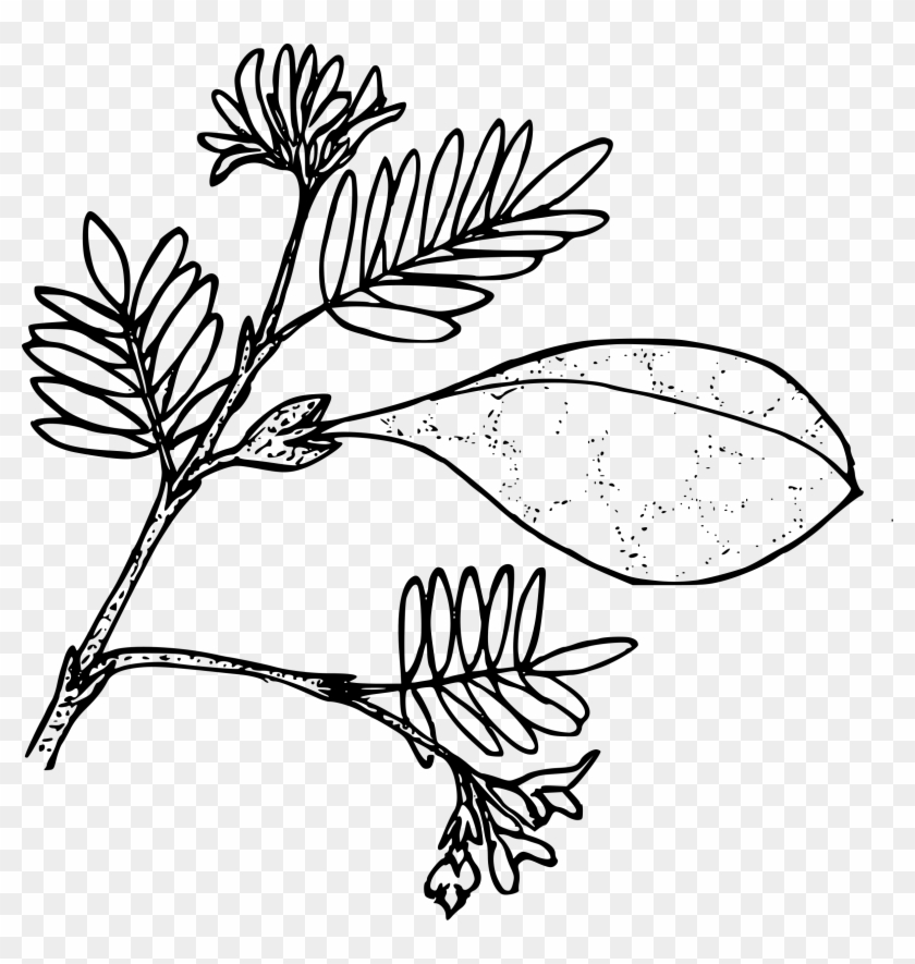 This Free Icons Png Design Of Ballon Pod Milkvetch Clipart