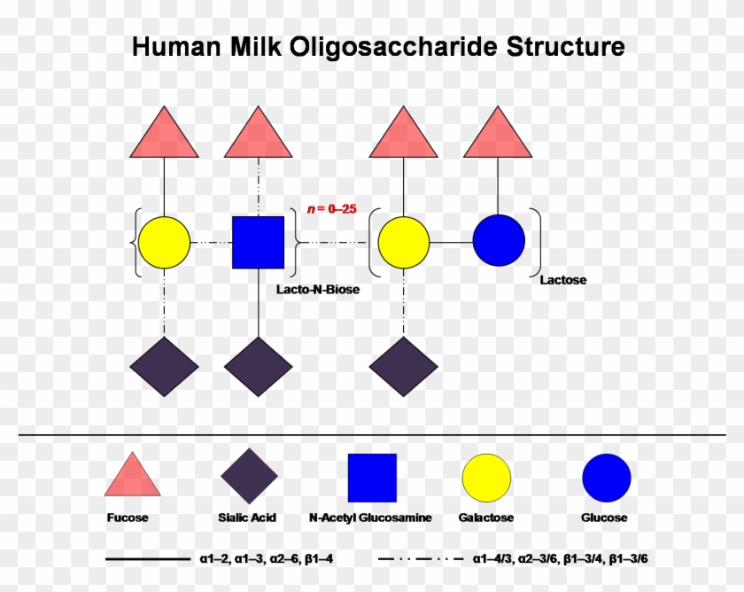 International Milk Genomics Consortium - Human Milk Oligosaccharides Structure Clipart