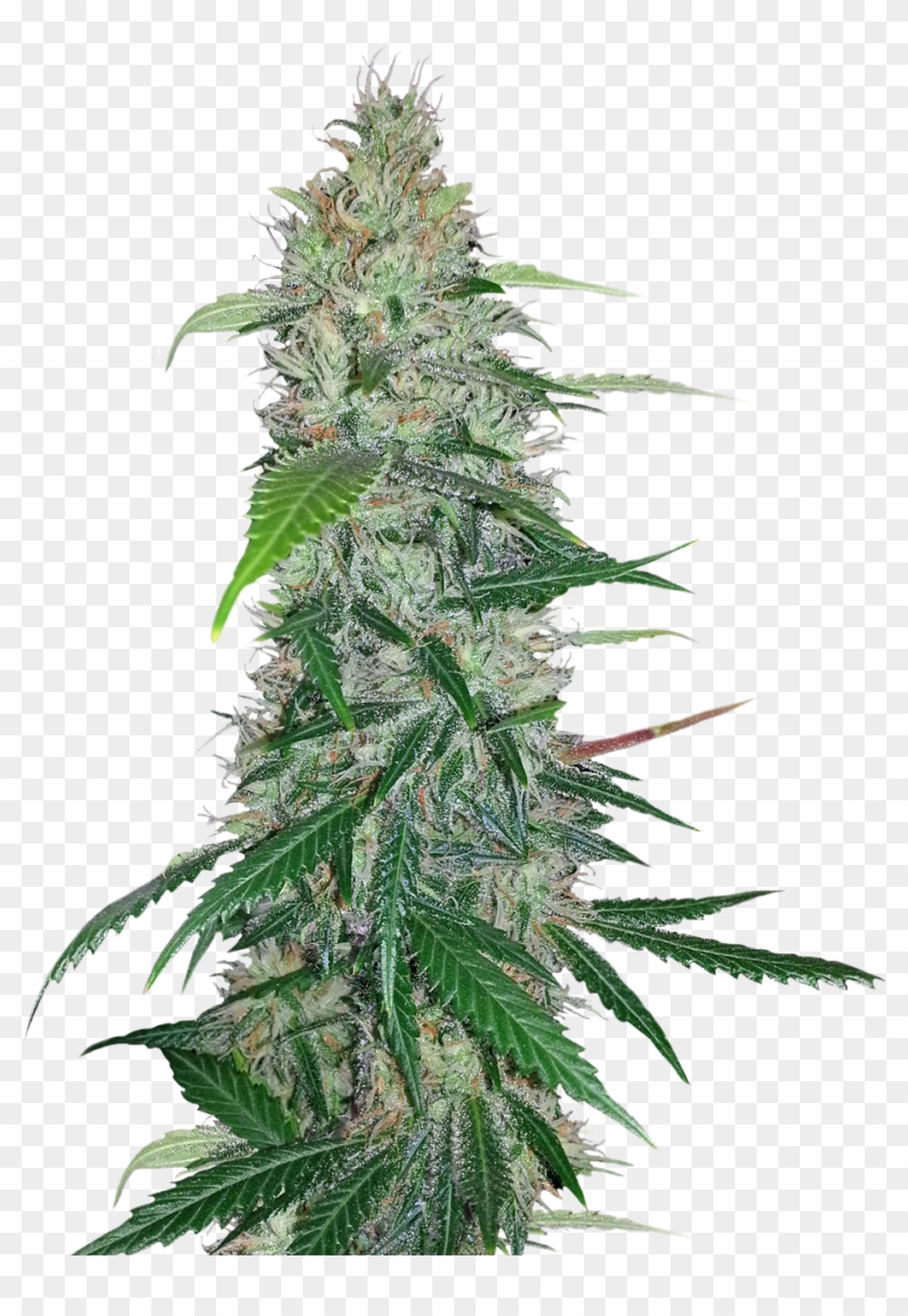 Cannabis Plant Png Clipart #138640