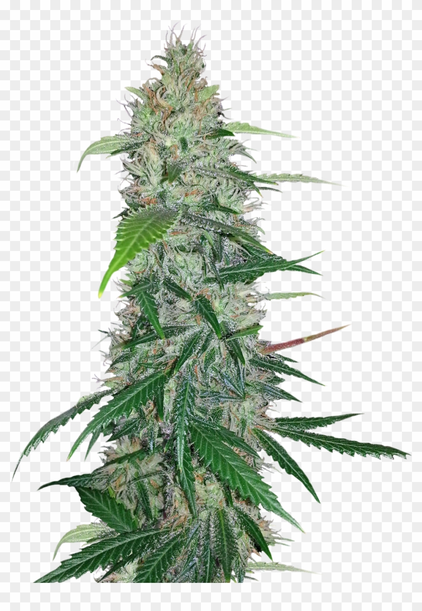 Cannabis Plant Png Clipart
