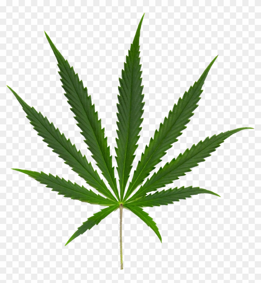 Cannabi Sativa Clipart