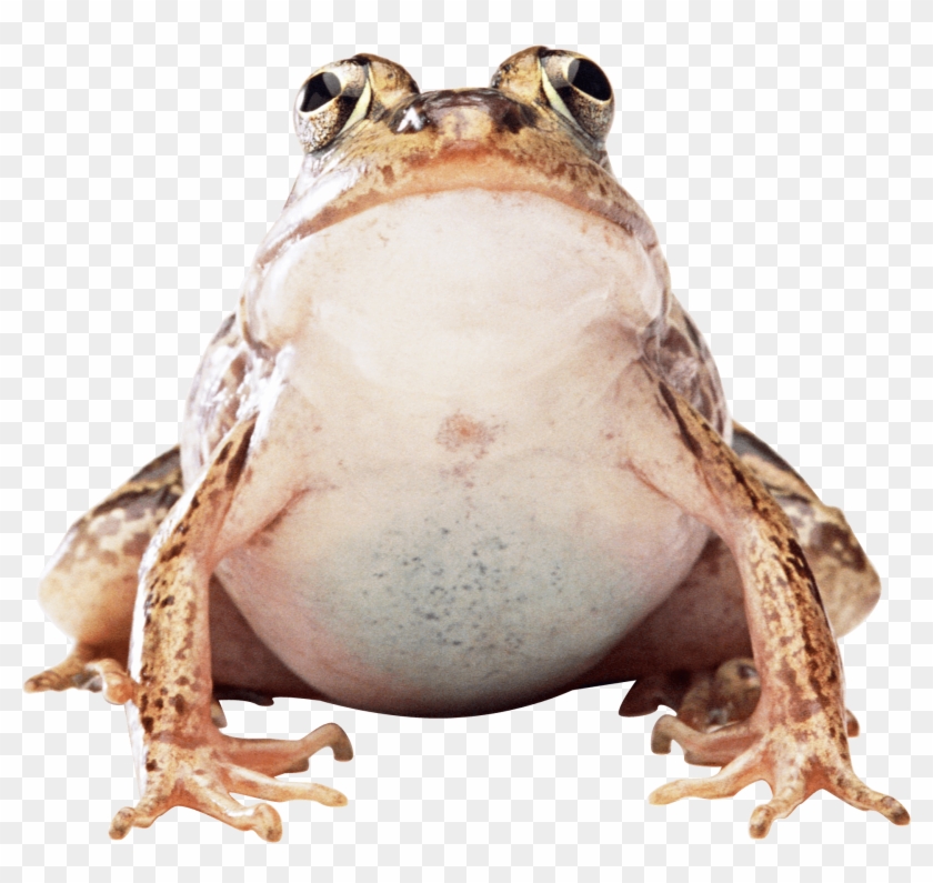 Free Png Download Frog Png Images Background Png Images - Frog Png Clipart #139188