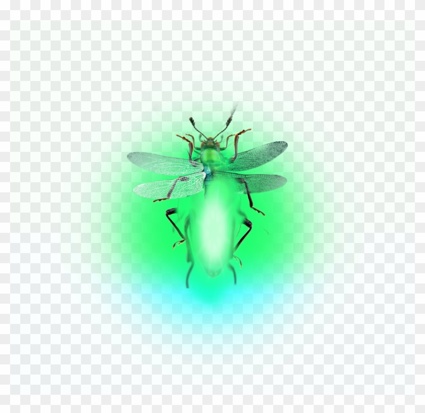 Firefly Lighteningbugs Fireflies Clipart #139568