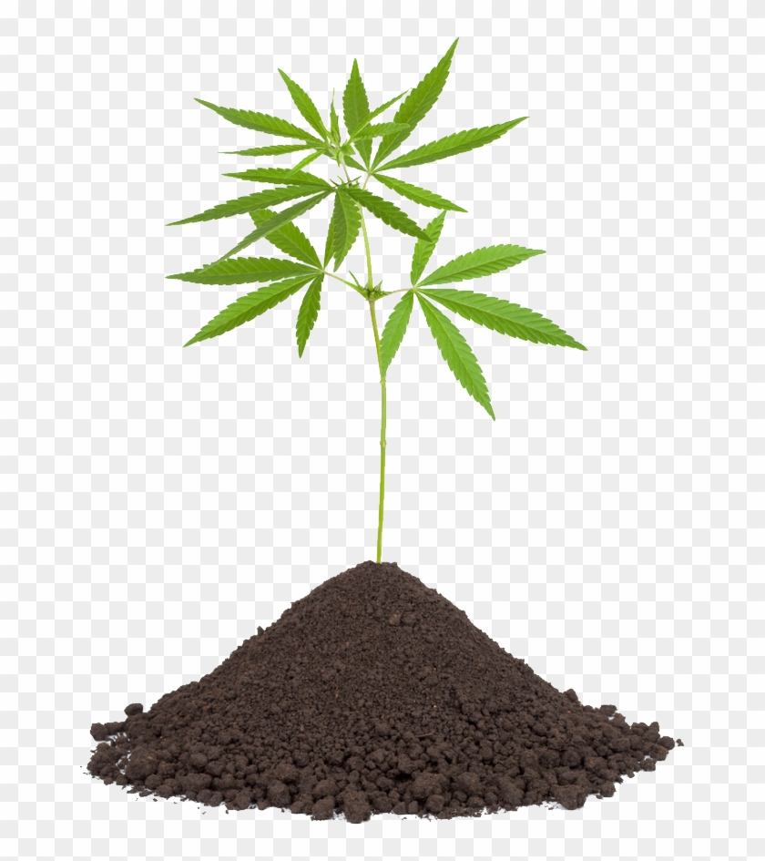 Plants Soil Clipart