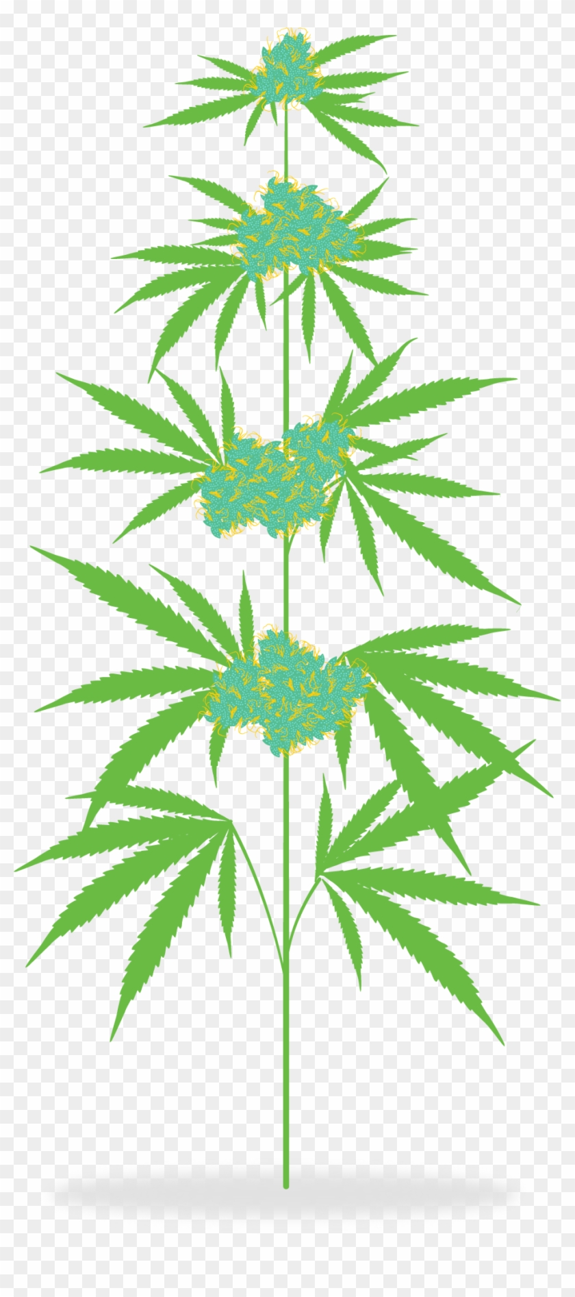 How Is Medicine Meadow The Cannabis Plant Ⓒ - Marijuana Mother Plants Clipart - Png Download