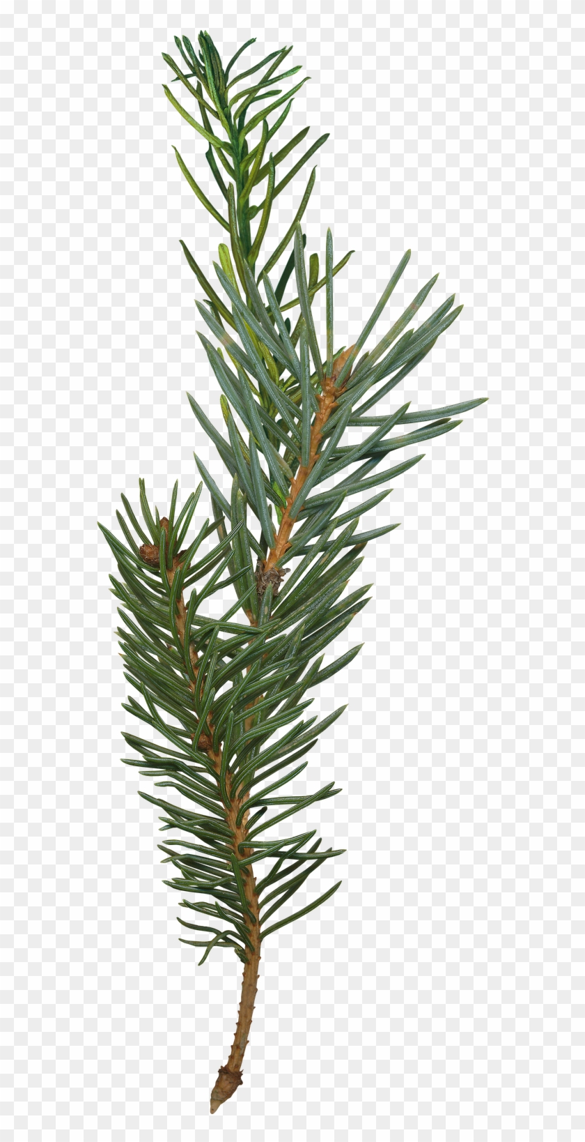 Pine Branch Png - Fresh Cut Grass Essential Oil Recipe Clipart