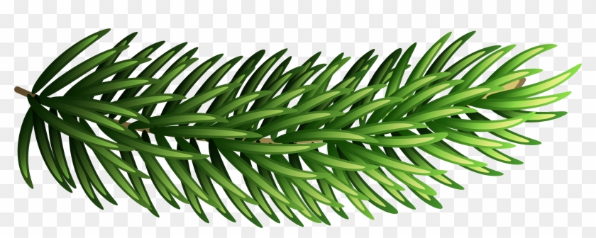 Pine Branch Png Clipart #1300803