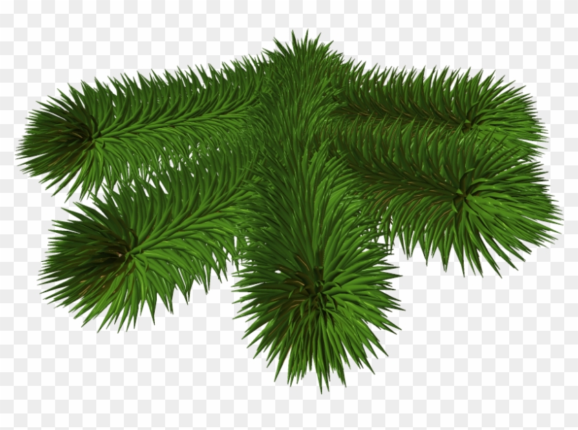 Transparent Background Pine Branch Png Clipart