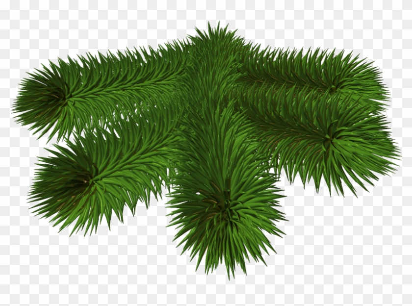 Transparent Background Pine Branch Png Clipart #1300951