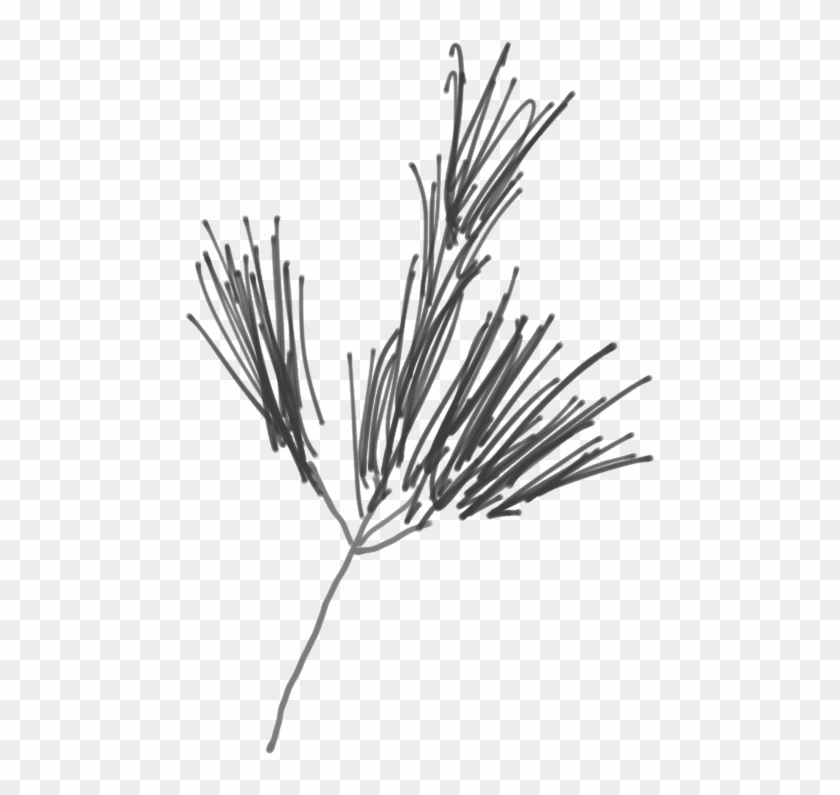 Sketch Of A White Pine Branch - Western Yellow Pine Clipart #1300979