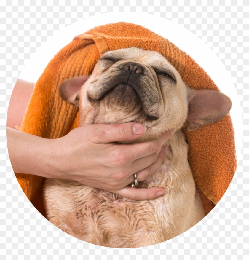 2m Dog Towel 20 Jul 2017 - Towel Drying A Dog Clipart #1301124