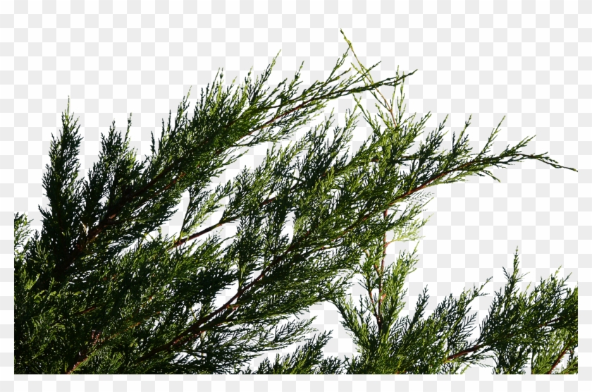 Pond Pine Clipart