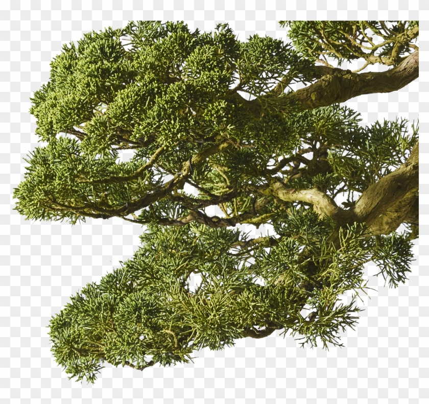 Cropped-transparent - Prostrate Juniper Clipart