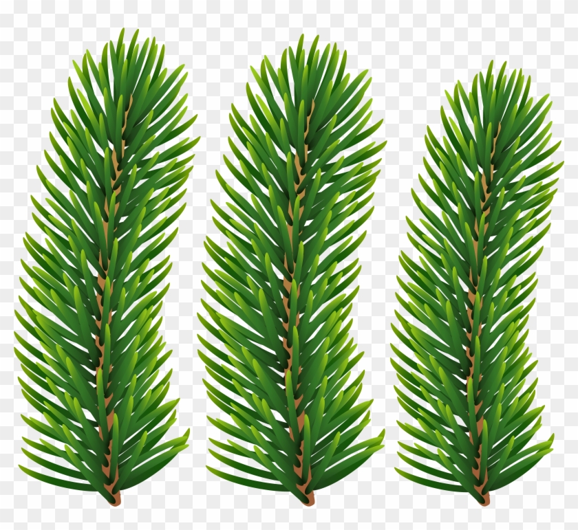 Pine Image Gallery Yopriceville - Transparent Pine Branch Clipart #1301706