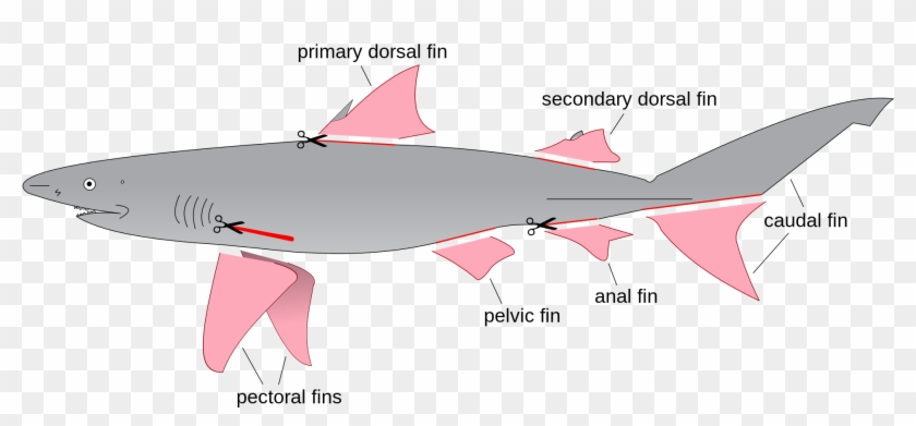 Shark Finning Diagram - Shark Fins Diagram Clipart #1303604