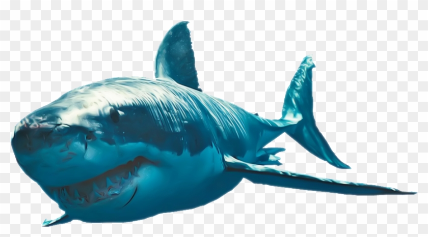 Shark Png Clipart - Shark Png Transparent Png #1303951