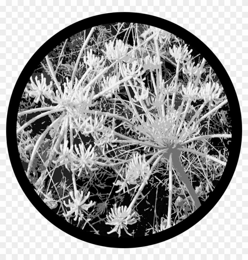 D - Thomas - Sage Frost - Hedgehog Cactus Clipart
