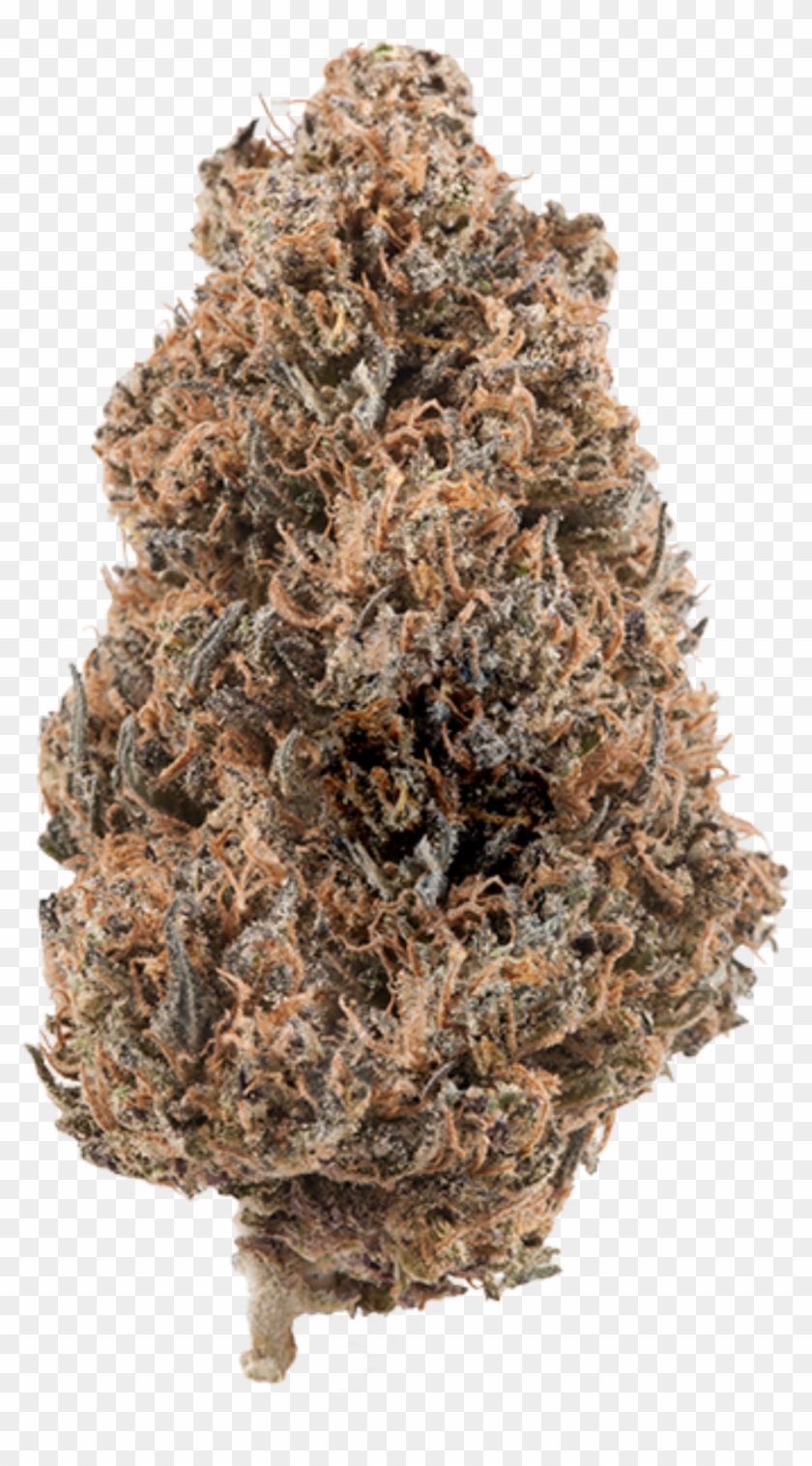 Yerba Buena Blue Dragon Desert Frost Reviews - Christmas Tree Clipart