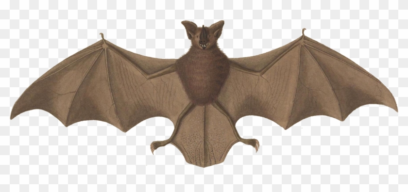 Little Brown Myotis Clipart