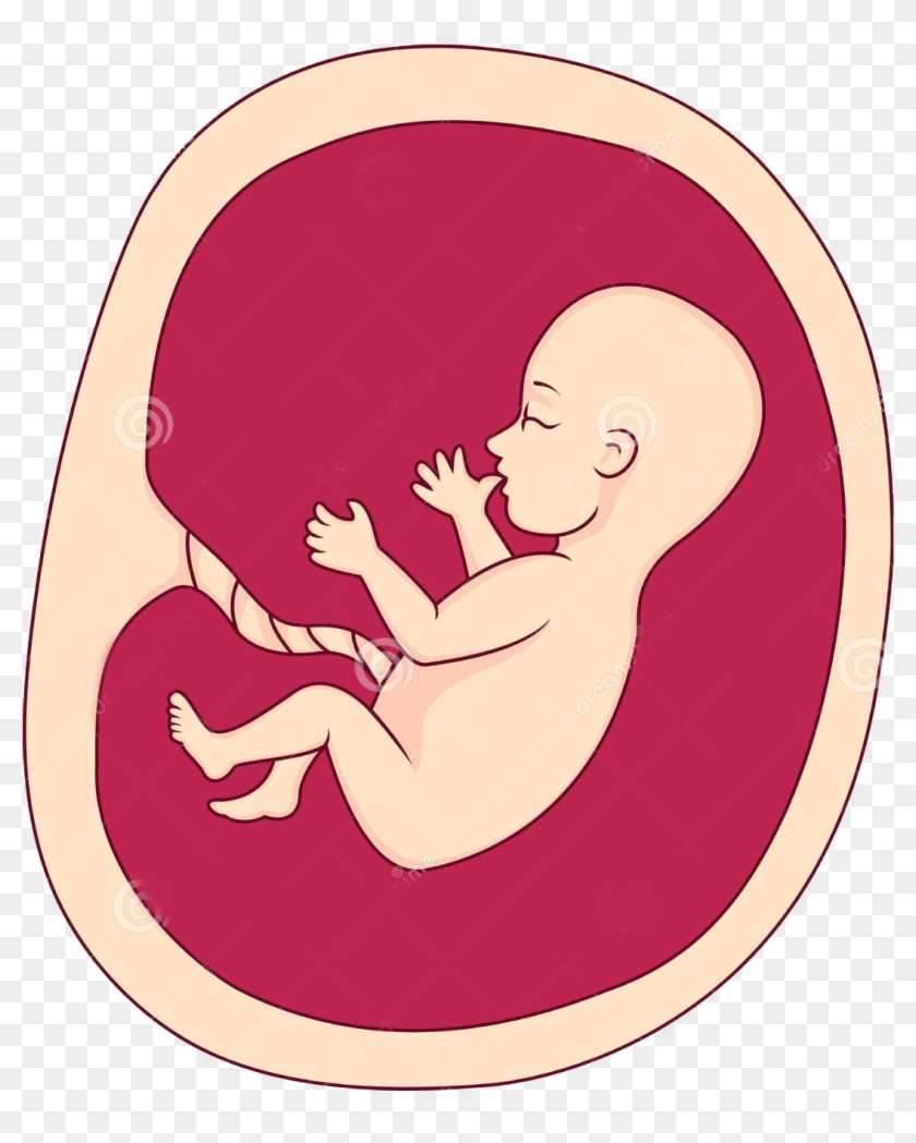 Fetus Png - Baby In Womb Png Clipart #1305617