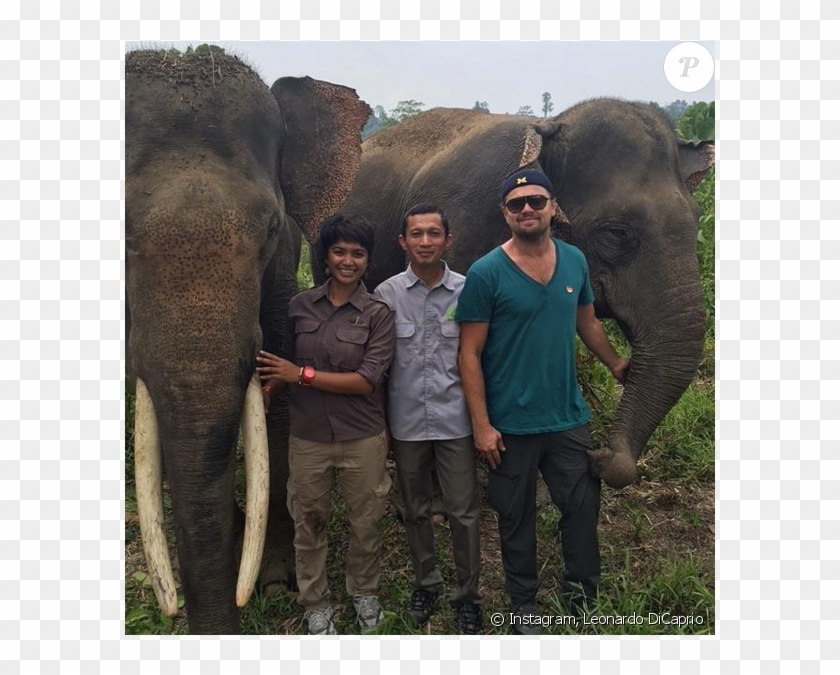 Leonardo Dicaprio Sur L'île De Sumatra Pour La Défense - Leonardo Dicaprio With Animals Clipart