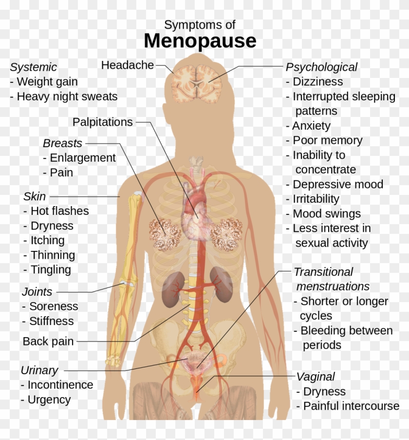 Difference between menopause and pregnancy do drugs affect the body