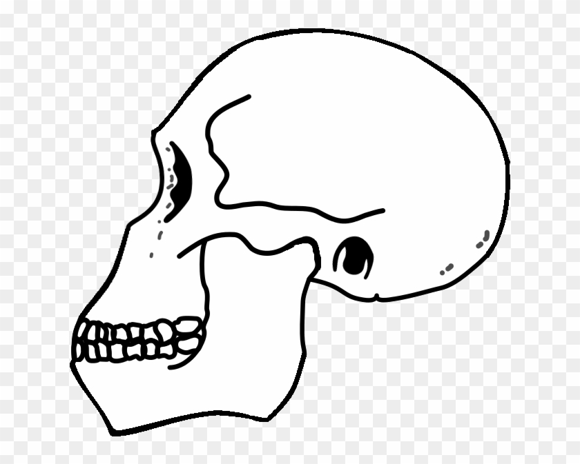 Rudolfensis Skull - Illustration Clipart